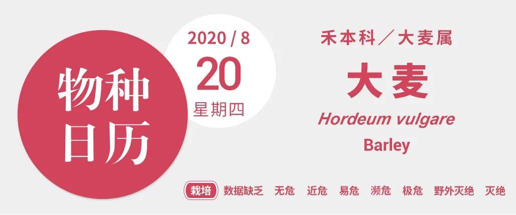 栽培|青稞酒和大麦茶，本是同根生