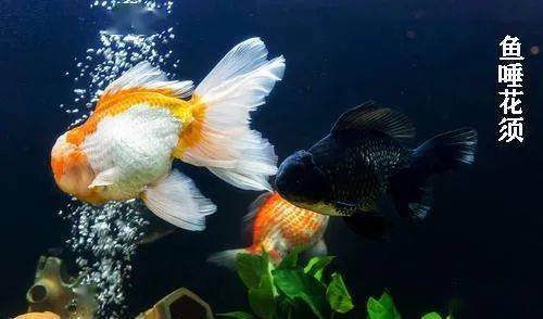 怎么养金鱼容易活 be572b5d1af64e49b35e78d9daad43cf.jpeg