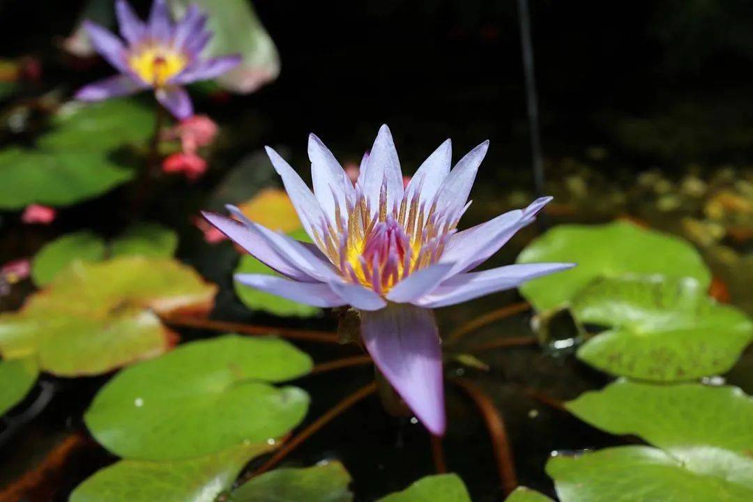 纸遇水开花是什么原理_绿萝开花了是什么样子(3)