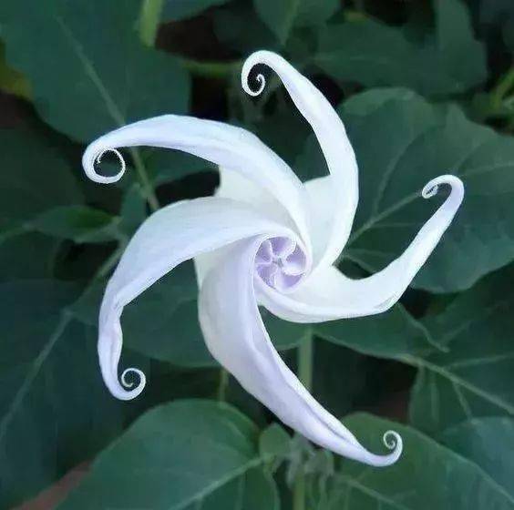 花竟然|稀世奇花终于开了！