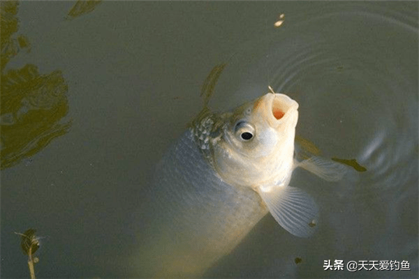 92911a711a0b4d23a9d46c7d6fcd7668.png