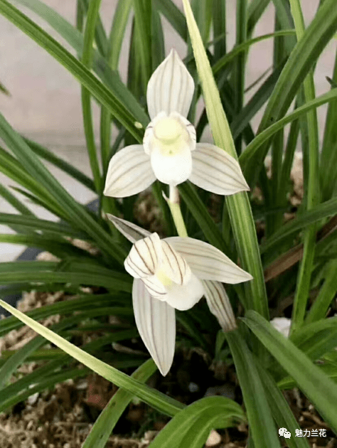 魅力兰花之特别策划从当前市场干预看兰花的命运前瞻