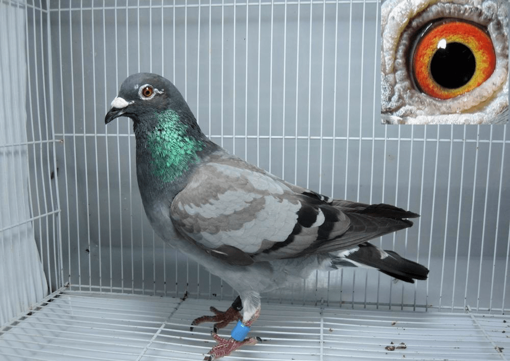 信鸽电子环正确带法 f504ad8c509a45aead9b33821771f0ba.png