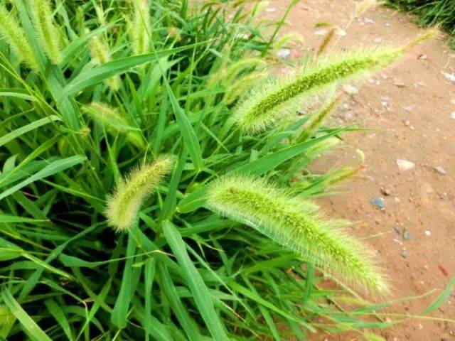 接地气的草:26种阔叶杂草 & 11种尖叶杂草_莎草