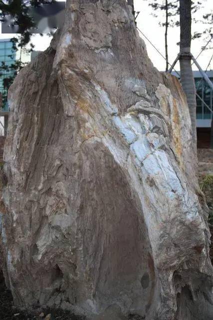 收藏硅化木，你对硅化木了解有多少_木化石