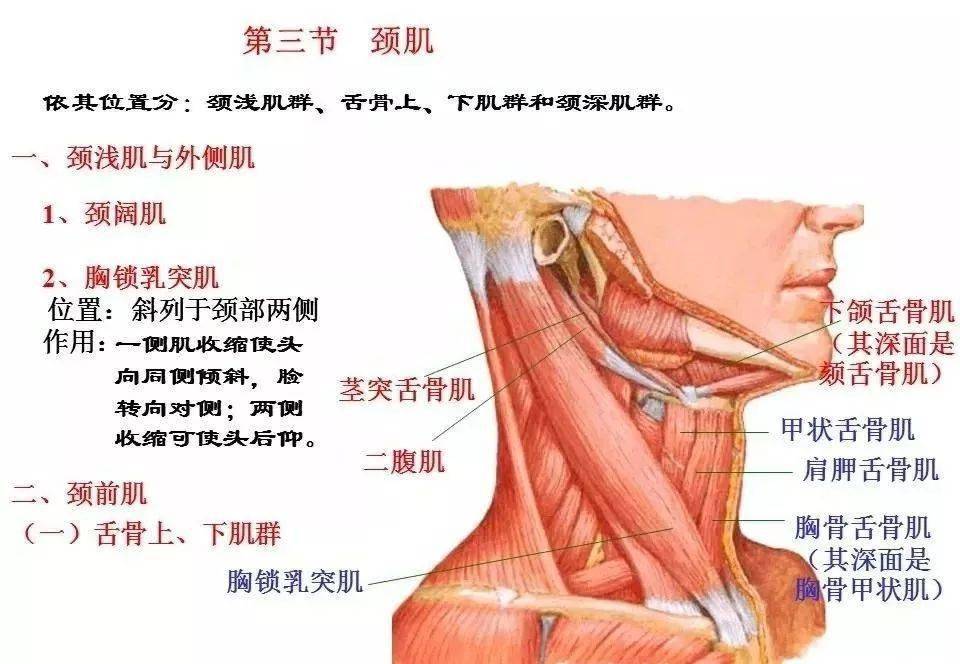 肌肉解剖图谱高清彩图