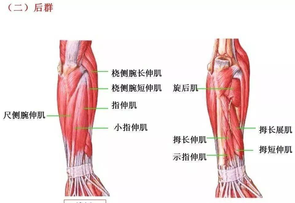 肌肉解剖图谱,高清彩图