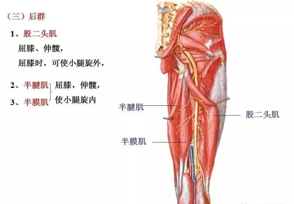 肌肉解剖图谱高清彩图