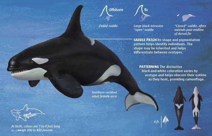 外表乖巧的虎鲸,凭什么能秒杀大白鲨?很多人对虎鲸并不了解