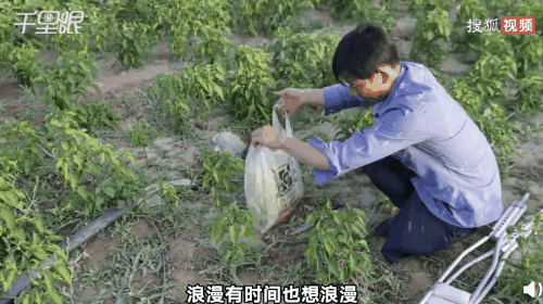 妻子|沙漠里给30万网友种爱情树，这对夫妻火了!