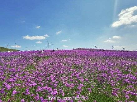 高坡云顶花海想来吗