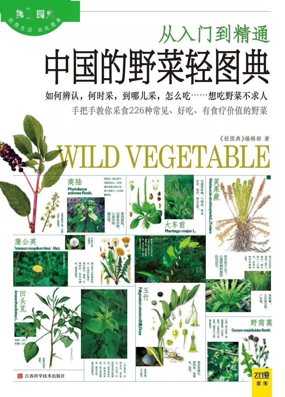 科学系统,面面俱到地为读者展现了全部中国本土野生可食用植物,是一部