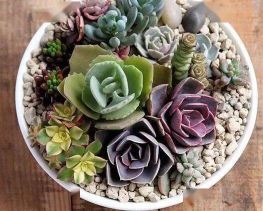 多肉植物怎么养颜色鲜艳 91e7fba337244de78ab0e9ad1e89e099.jpeg