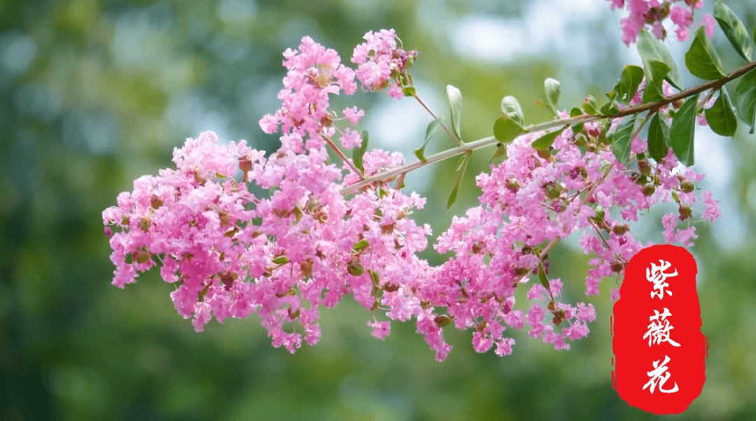 南充市"市树,市花"评选之候选市花:紫薇花