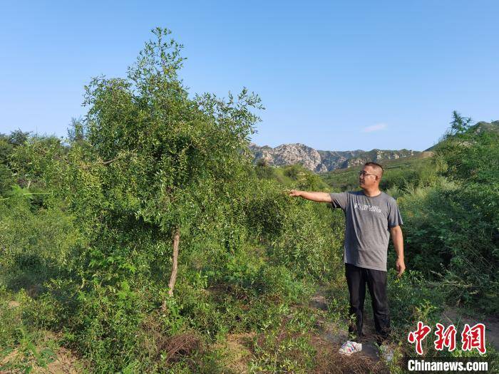 河北"酸枣哥"的种植梦:向大自然"借"资源唤醒沉睡的山