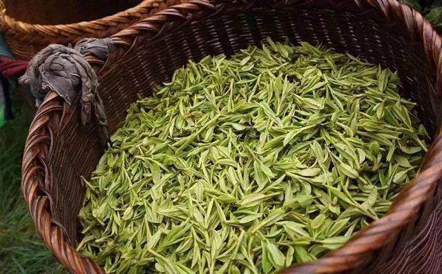 种类|百病绕着走喝茶若讲究