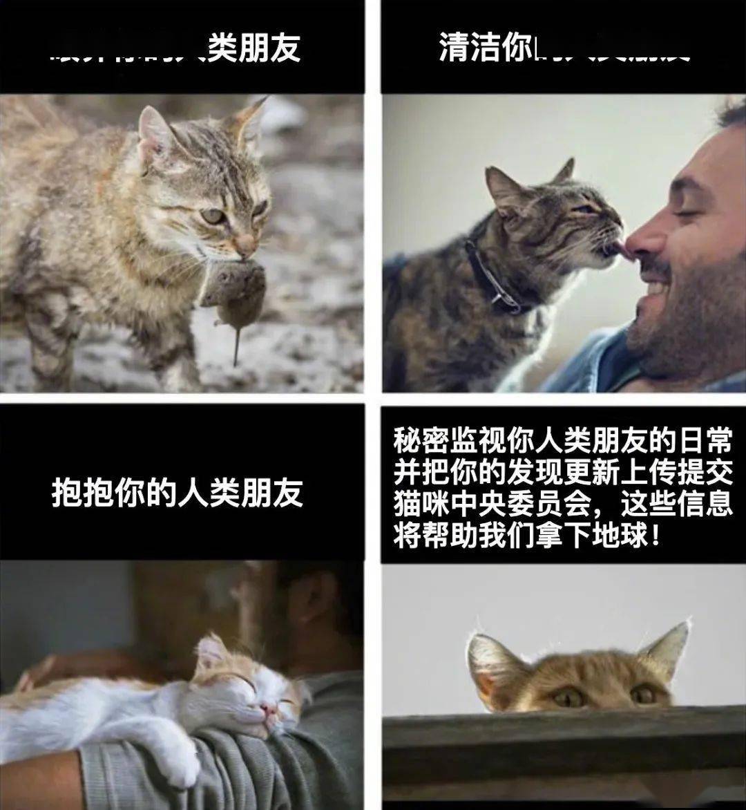 b8069b765ac14d5dad898db8ddb4437a.jpeg