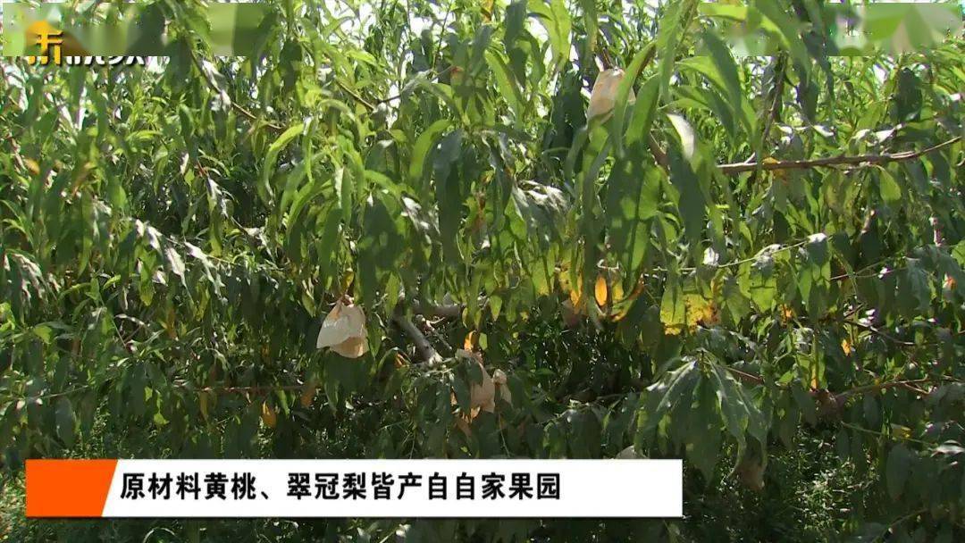 范建国|翠冠梨和黄桃“在一起”了？没错！入口清冽的崇明新味道！