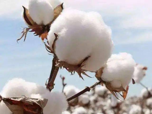 衬衫|为什么明星都爱格子衫?一衣多穿,从夏穿到冬,让你美出新高度!