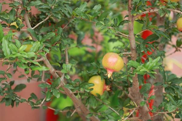 北京石油学院|北京石油学院附属二小迎新：石榴树的新家