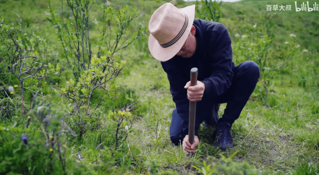 神秘大叔躲进深山,挖草药成痴,00后看完说:想学中医!