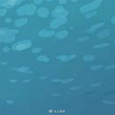 头部|心形头部的虾你见过吗？科学家发现5亿年前线纹心虾