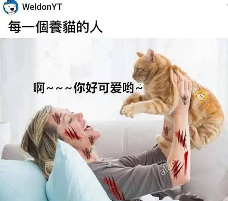 痛并快乐着 这就是你养猫现状吗?