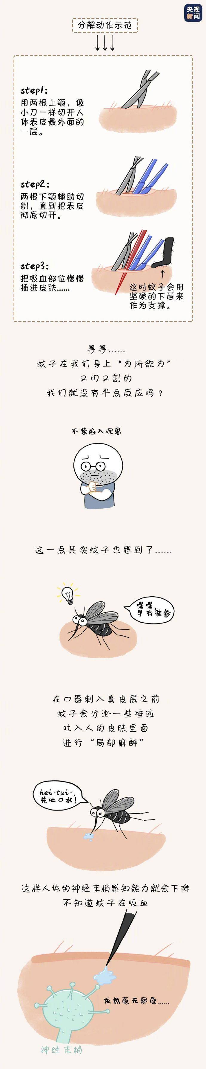 总能|蚊子为什么总能“得手”？真相来了