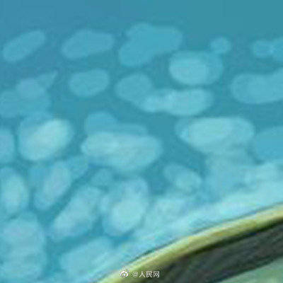 头部|心形头部的虾你见过吗？科学家发现5亿年前线纹心虾