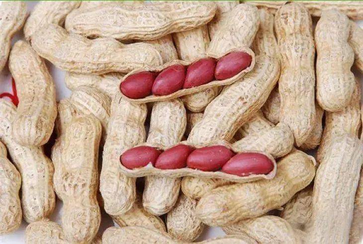 花生|让你口水决堤，灵魂颤抖吃一口就惦记很久的阿福熊鲜汁花生