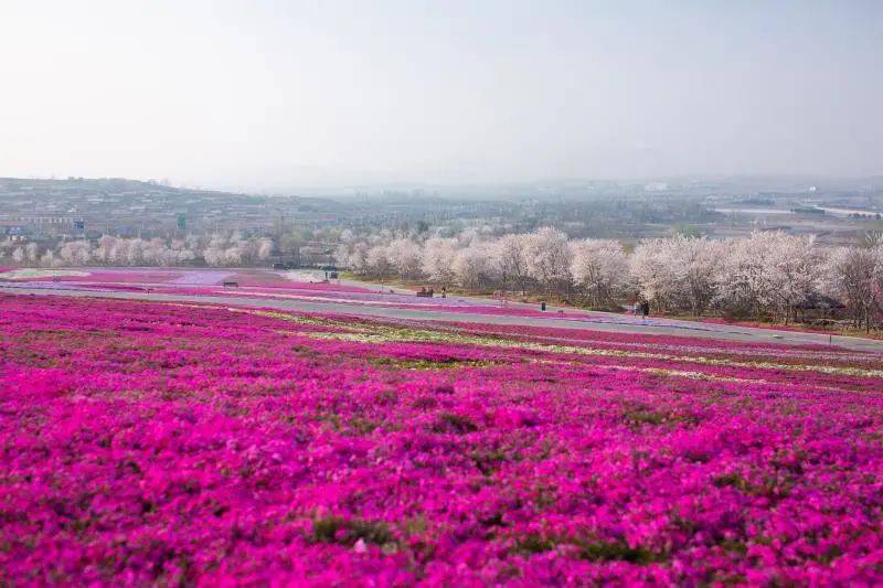 花仙子生态旅游区  由 花仙子风景区 飞花湾景区  景区臻心建设了