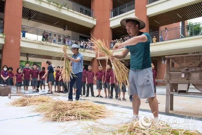 谷子|重庆开学第一课老师带小学生打谷子