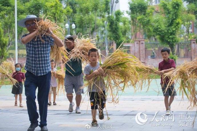 谷子|重庆开学第一课老师带小学生打谷子