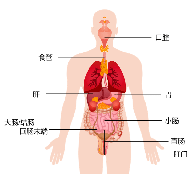 身体顶不住,安倍再辞职,溃疡性结肠炎到底