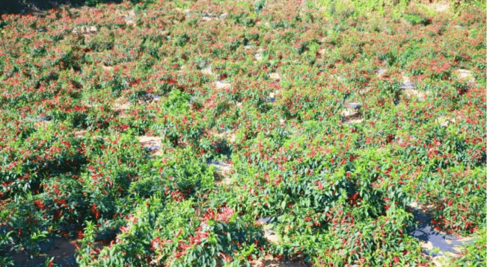 洪阳GDP_洪阳粿汁