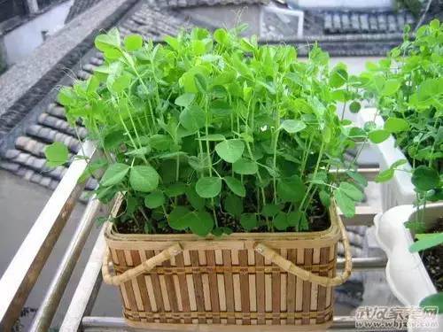 小菜园种什么菜合适 9d71f01f5e4b4bdfaec6021e4cc9eab2.jpeg
