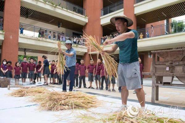 青禾|别样“开学第一课”，下田“打谷子”！