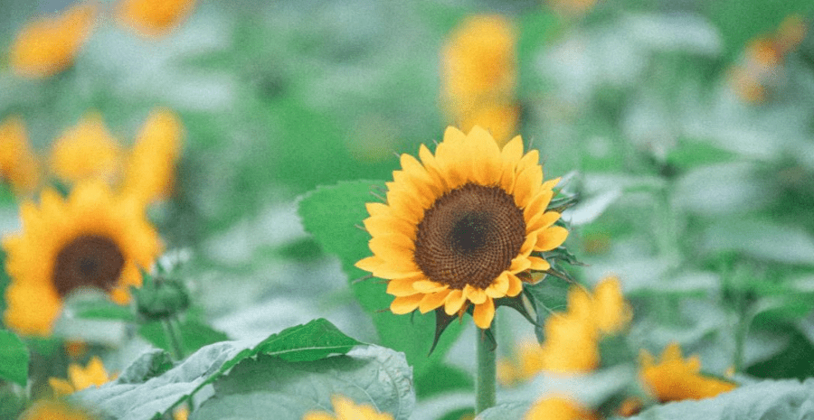 向日葵什么时候长大 75df88987b36461987db97bb09130fc8.png