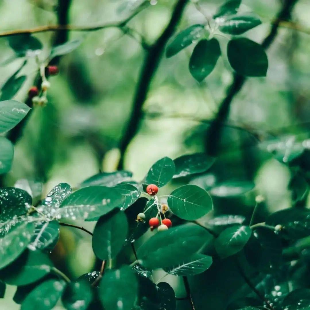 生活|73岁日本李子柒从时尚编辑变身乡村主妇，她把生活过成了宫崎骏的漫画