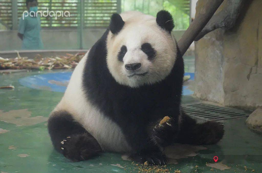 我们都习惯看黑黄黑黄的熊猫了肉姐你咋说白就白了
