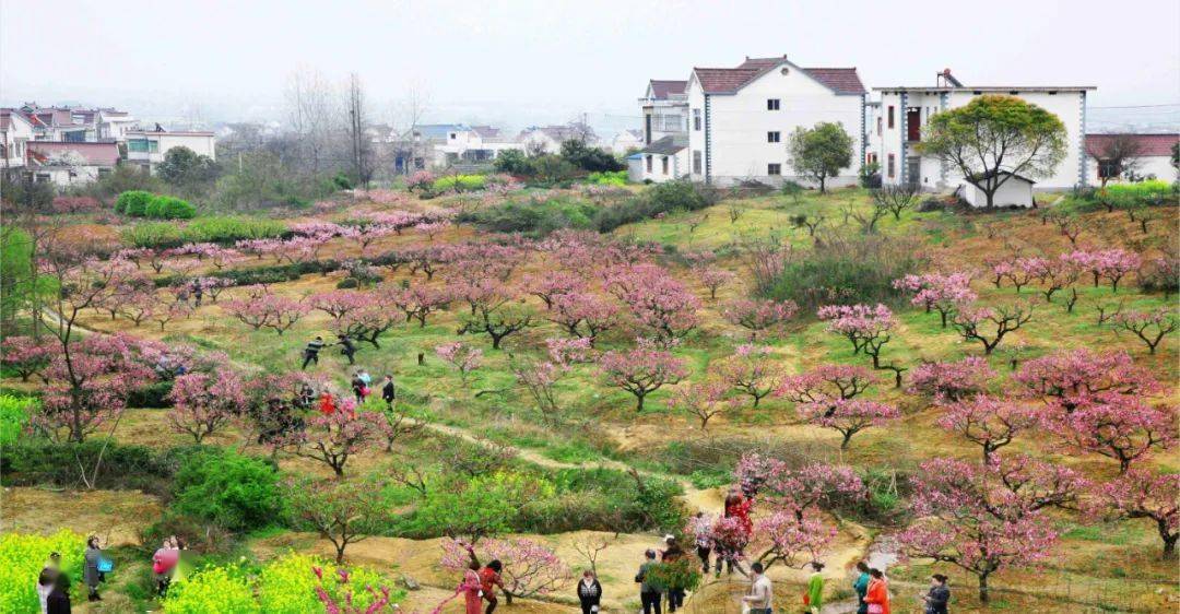 当涂县护河镇桃花村马鞍山市金安区张店镇洪山村霍山县太阳乡金竹坪