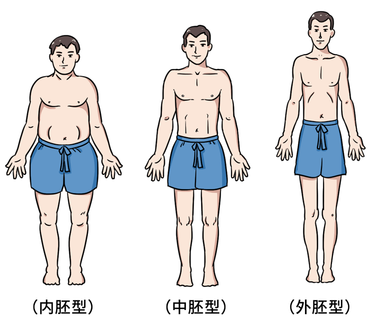 外胚型的人因为骨骼 纤细修长