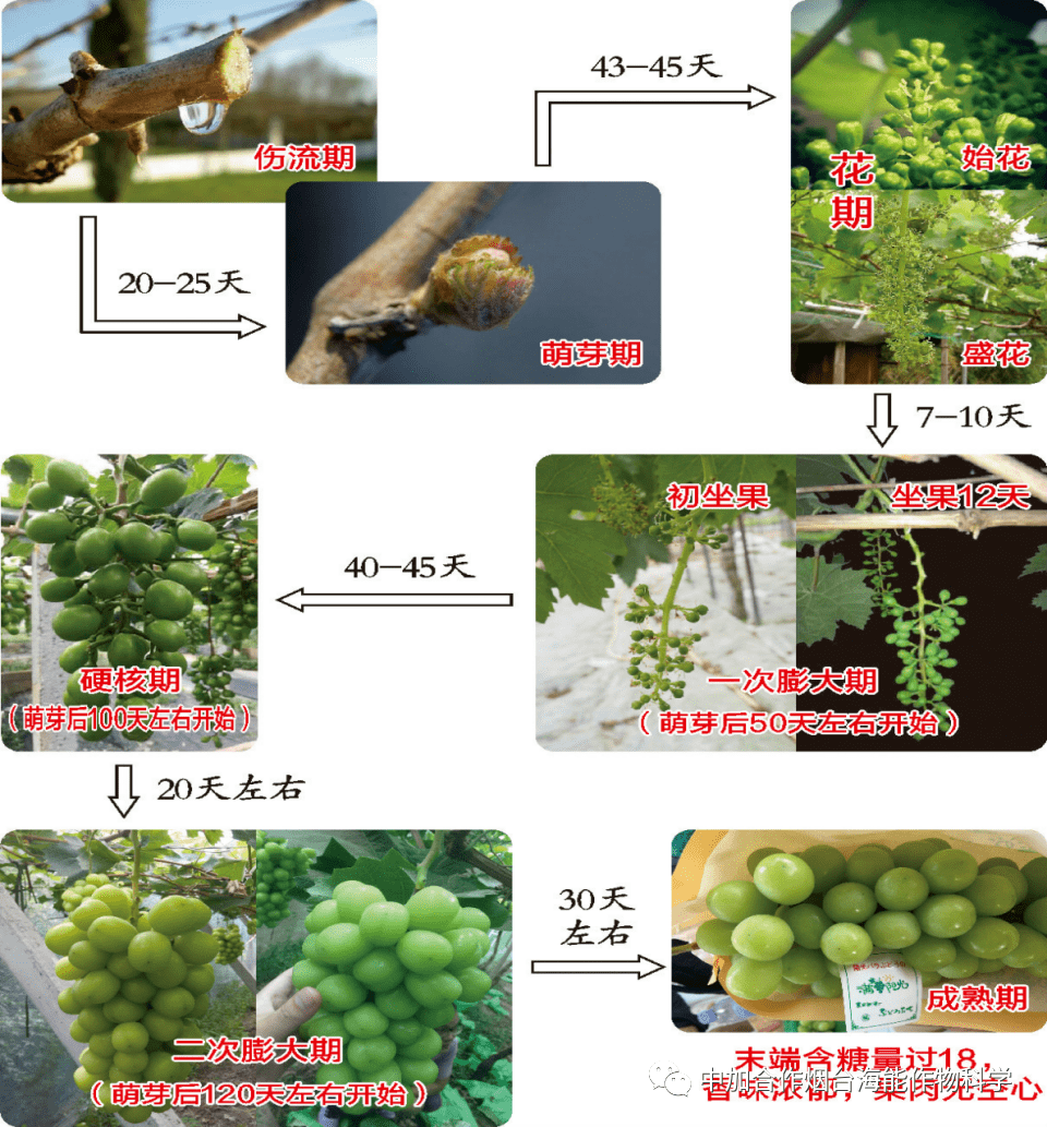 海帝拉克之阳光玫瑰_萌芽