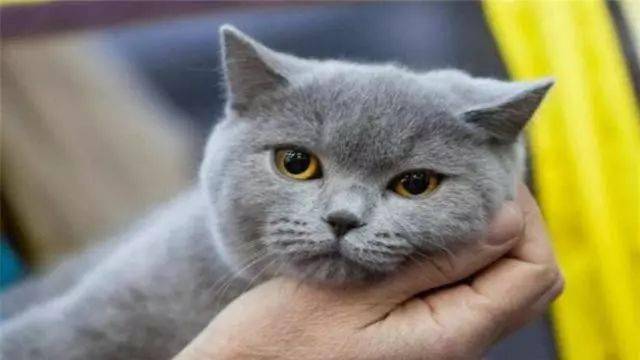 如何选家猫幼猫 6eefada435794f228e5a86daa179f0c5.jpeg