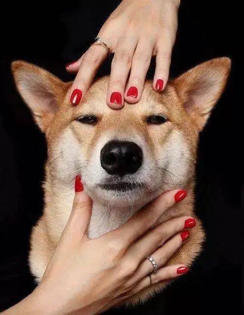 时尚|家住纽约、年仅四岁、年入百万？！？柴犬Bodhi实乃狗中富贵花