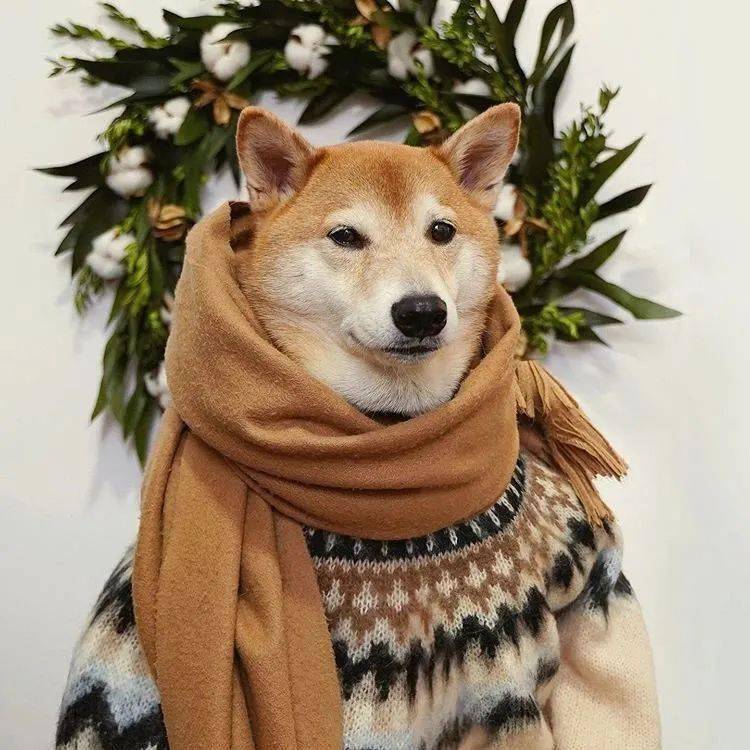 时尚|家住纽约、年仅四岁、年入百万？！？柴犬Bodhi实乃狗中富贵花