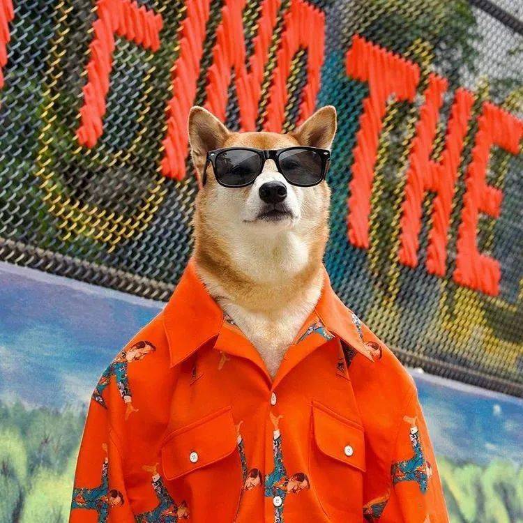 时尚|家住纽约、年仅四岁、年入百万？！？柴犬Bodhi实乃狗中富贵花