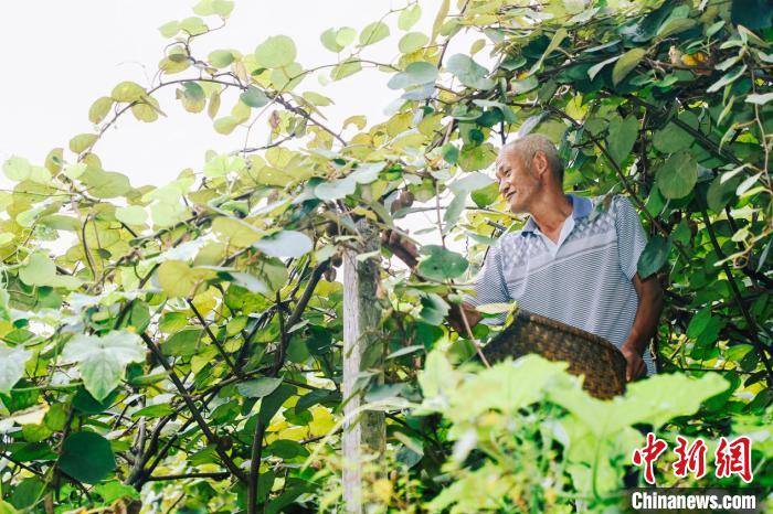 公益|“智慧公益”带动消费扶贫 黑山谷猕猴桃俏销果农笑