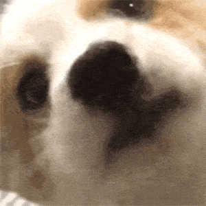 舔狗系列表情包 | 我要做姐姐的舔狗