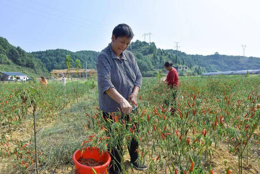 龙江县有多少人口
